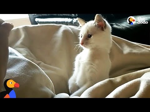 Kitten Born With Twisted Legs Is The Spunkiest Of His Siblings - CHURRO | The Dodo