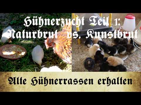 Zucht alter Hühnerrassen - Teil 1: Einleitung/Kunstbrut vs. Naturbrut