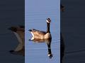 Canada Goose Calls