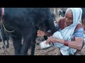 Viral Milk Making