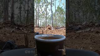 Download lagu Ngopi Pagi | Coffee Morning mp3