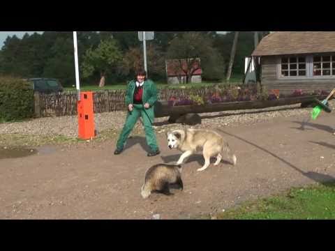 Un chien mord la queue d'un blaireau, hd très drôle, à voir absolument !