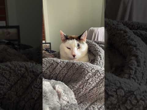 Diego is peeing on the blanket as I’m taking this video…