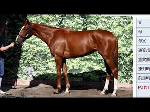 【競馬】 優駿牝馬 オークス 2016年 シンハライト チェッキーノ - マヤノタバラのJRA頭脳