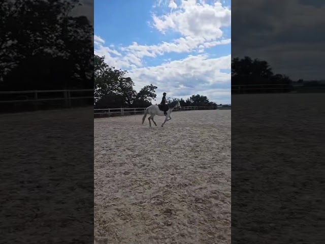 Jument ONC typ&eacute;e Espagnole 9 ans 