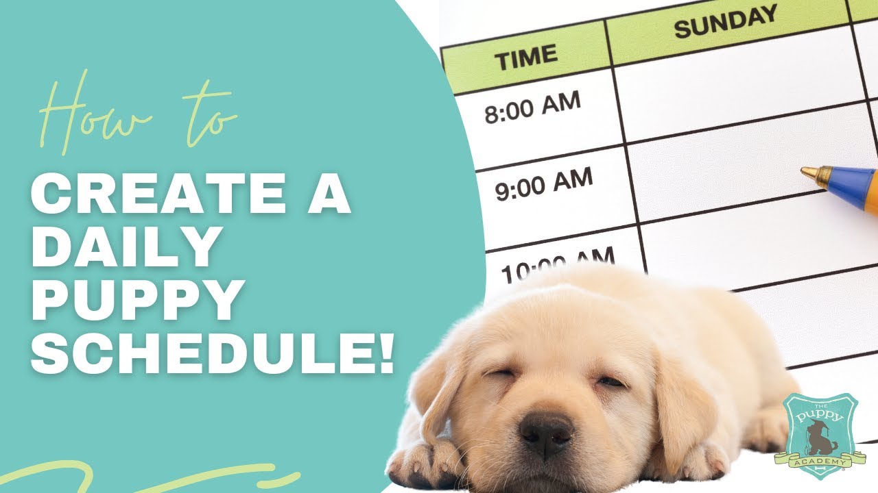 How to Create a Daily Puppy Schedule!
