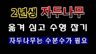 [텃밭농부. 1,301]  2년생 자두나무. 옮겨 심고 수형 잡는 방법