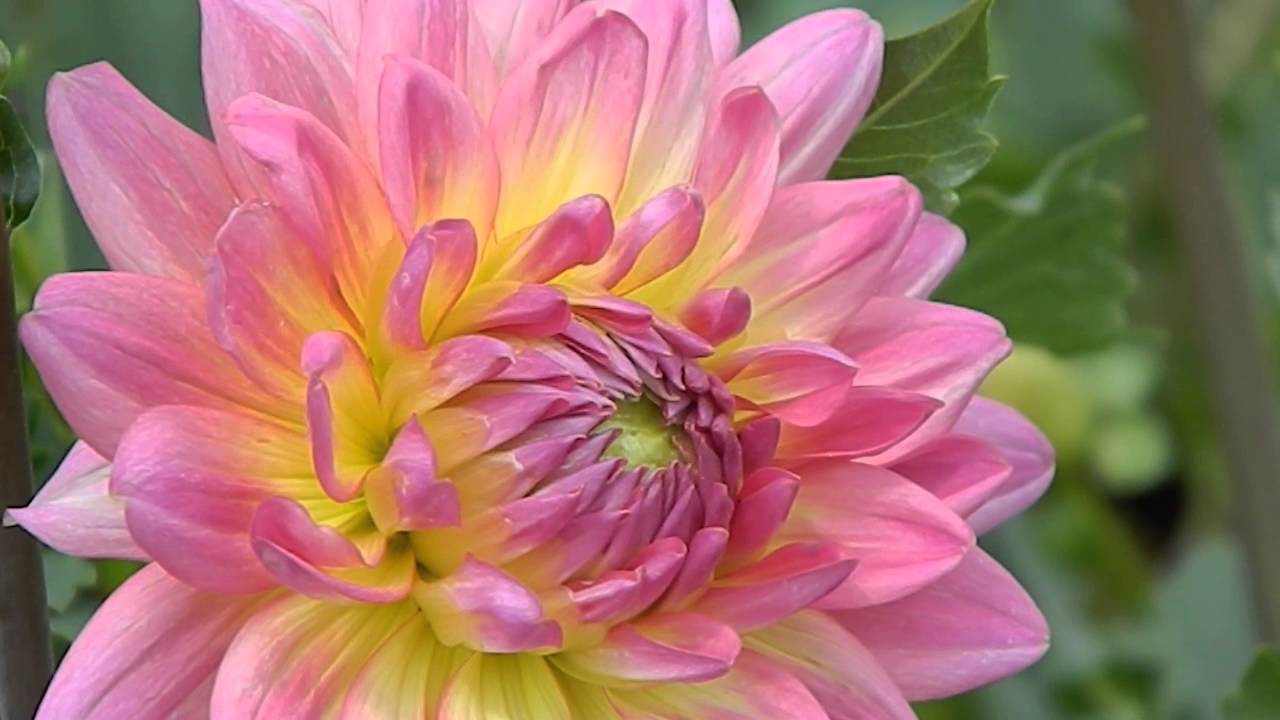 Dahlia 'Zingaro'