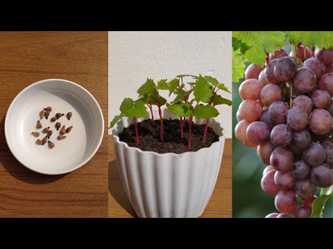 , title : 'How to grow grapes tree from seeds at home || growing grapes from seeds easy method'