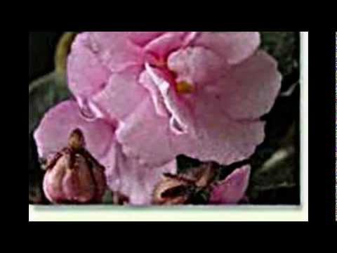 Usambaraveilchen, Saintpaulia