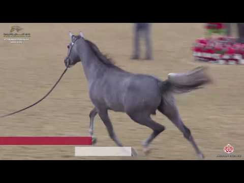 N 101 MSHARY AL RAYYAN   10th Qatar International Arabian Peninsula Horse Show 2020   2 Years Old