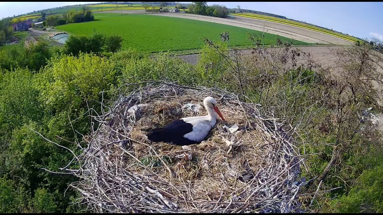 Live webcam view of White Stork Nest at Pasieka