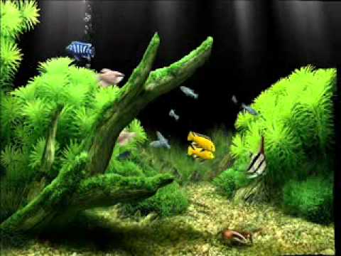 celly campello  A lenda da conchinha