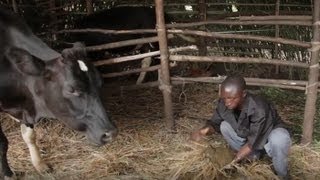 Don't you appreciate cows even more now?