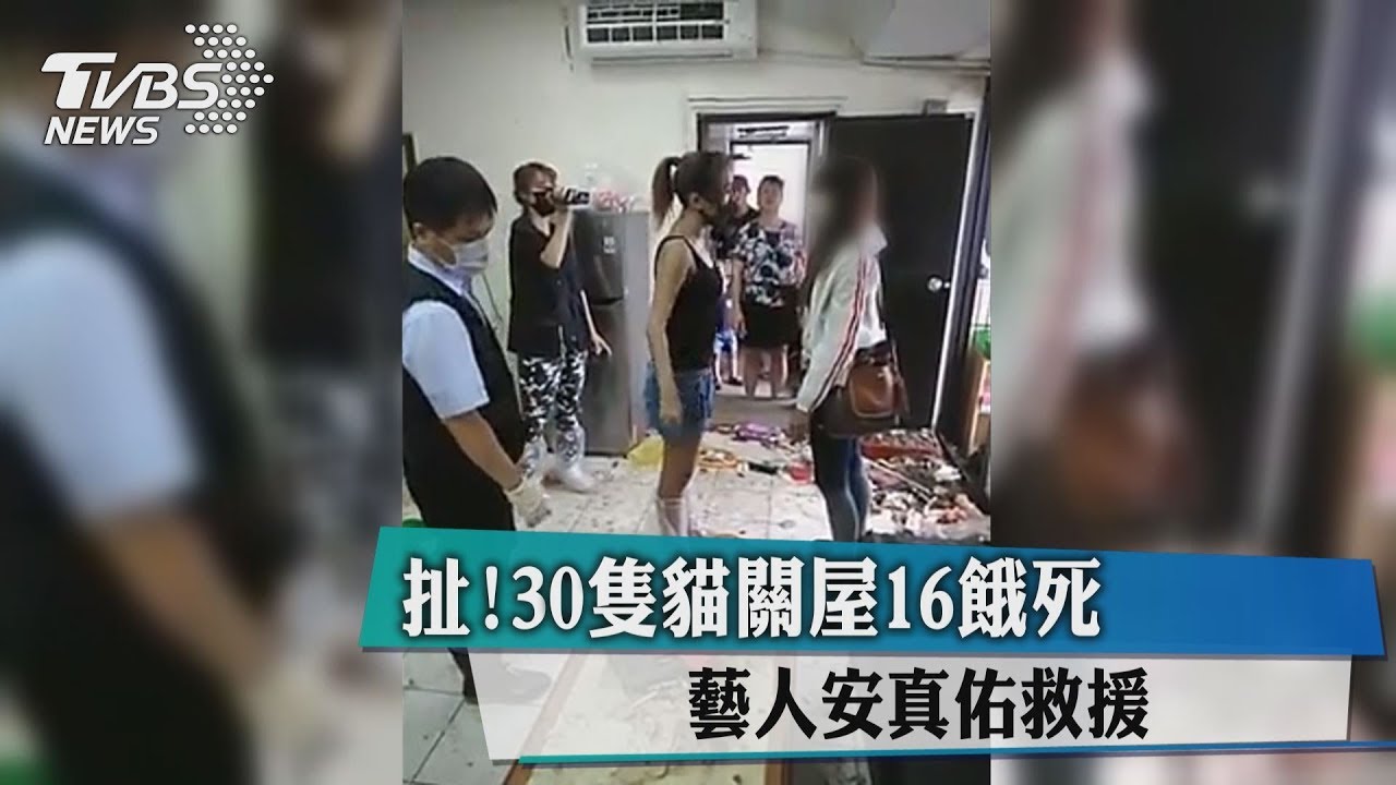 扯!30隻貓關屋16餓死 女藝人救援