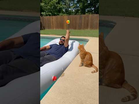 He Said “I’m Busy!”… So The Cat Canceled His Pool Day! 😹💦😂