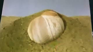 Sesame Street A Snail Shell is in the Sand