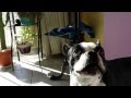 Boston Terrier Sings To Chicken Elmo