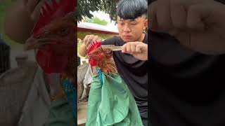 😝 rooster hair cut 😝 #youtubeshorts #viral #shortvideo #shorts #rooster #funny #hen #pets #shorts