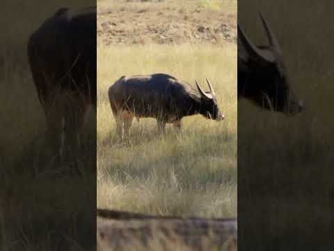 Shooting a water buffalo in Australia.