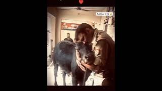 Respect 🫡 police man ❤️🐂