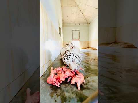 Itna Bara Tiger or khata ha chicken  #shortsfeed  #animallover #lion #animalsavior #animals