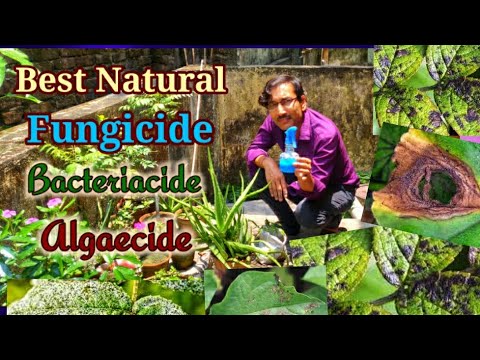 , title : 'Best Natural Fungicide , Bacteriacide, Algaecide for your Home garden Plant Disease/Bordeaux mixture'