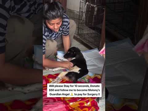 For any help consider donating link in bio to save a stray life in Los Angeles#usashorts#save