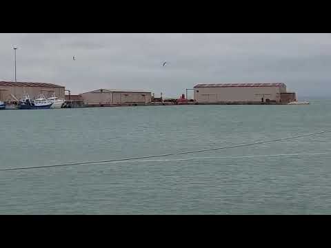 La danza dei delfini al porto di Termoli