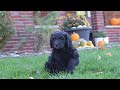 Newfypoo dogs for sale: Oliver - Video 1