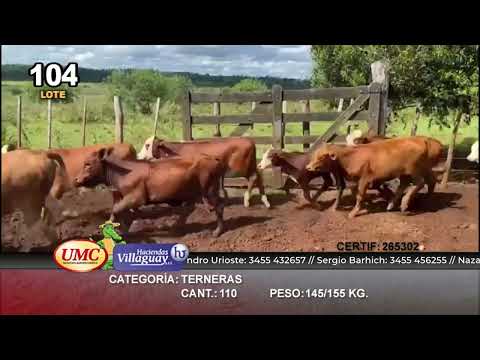 Lote 110 Terneras en Virasoro, Corrientes