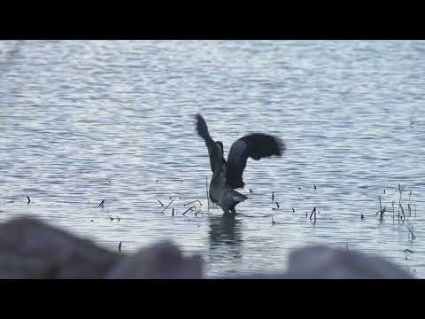 Nahrungsbeziehungen im Ökosystem See