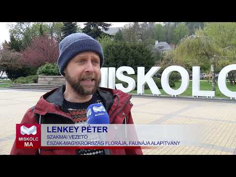 Videó előnézet