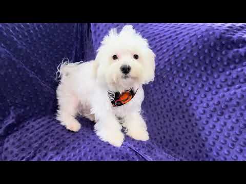 Lavon M Maltese video 9-28-25