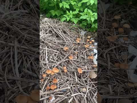 Look ! The mushrooms grow after rain #farming #nature #gardening #countrylife