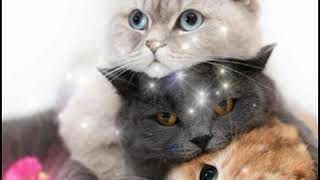 Download lagu Alfina Nindiyani - Allah Allah Aghitsna (Cover musik video) mp3