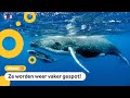 Goed nieuws over het grootste dier op aarde