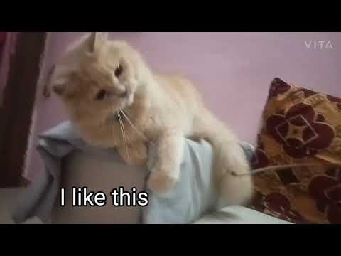 Cat's 😽😽 play with stick | Shaikh firdous