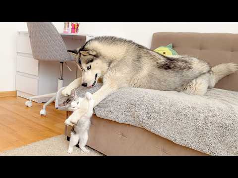 YouTube 썸네일