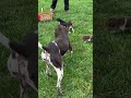 German Shorthaired Pointer dogs for sale: Gunner❤️AKC Registered - Video 1