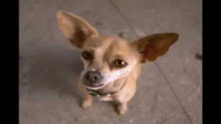 Taco Bell - Chihuahua (1997 USA)