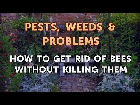 How to Get Rid of Bees Without Killing Them