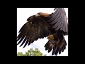 Axe - Eagle Flies Alone
