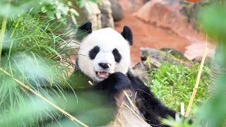 Tropical panda brothers Gong Gong & Shun Shun are turning 13! 🎂