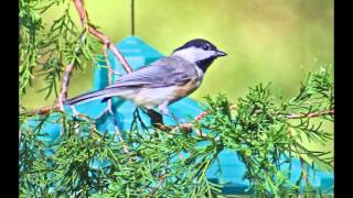 Glen Campbell - &quot;These Days&quot;