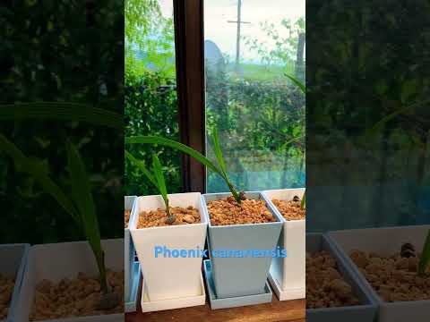 園芸 発芽した種子の成長