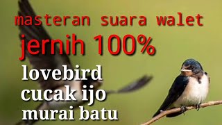 Download lagu Masteran suara walet jernih cocok buat lovebird,  cucak ijo dan murai batu mp3