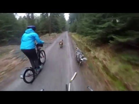 🐕 ZUGHUNDE - unser neues Hobby/Dogscooting/Bikejöring 🚴