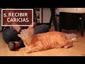 10 cosas que le gustan a los GATOS