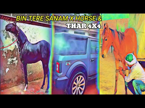BIN TERE SANAM x horse & Thar EDIT 🥰 | WHO IS BEST HORSE OR THAR 4X4